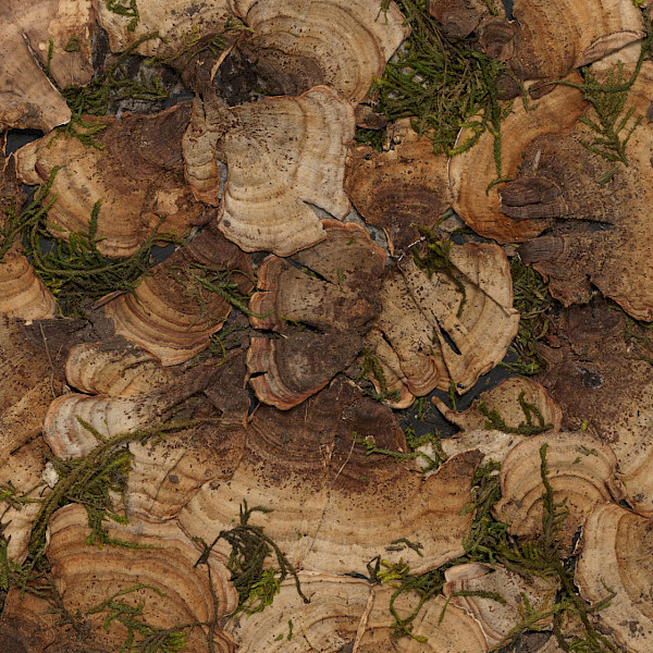 Detail photo of a 2D artwork by Tricia Wright made with crushed peat turf, moss, fungi, and steel.