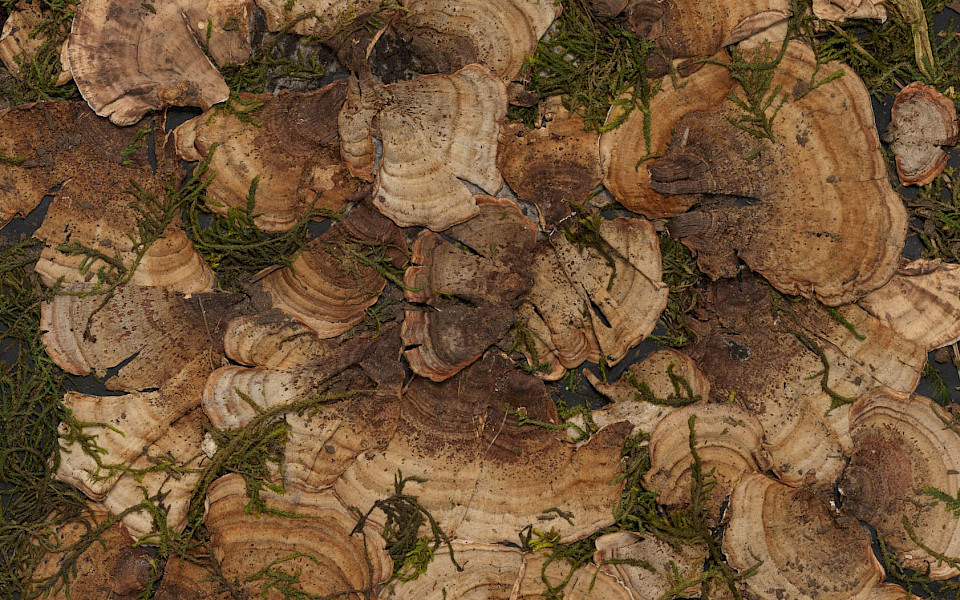 Detail photo of a 2D artwork by Tricia Wright made with crushed peat turf, moss, fungi, and steel.