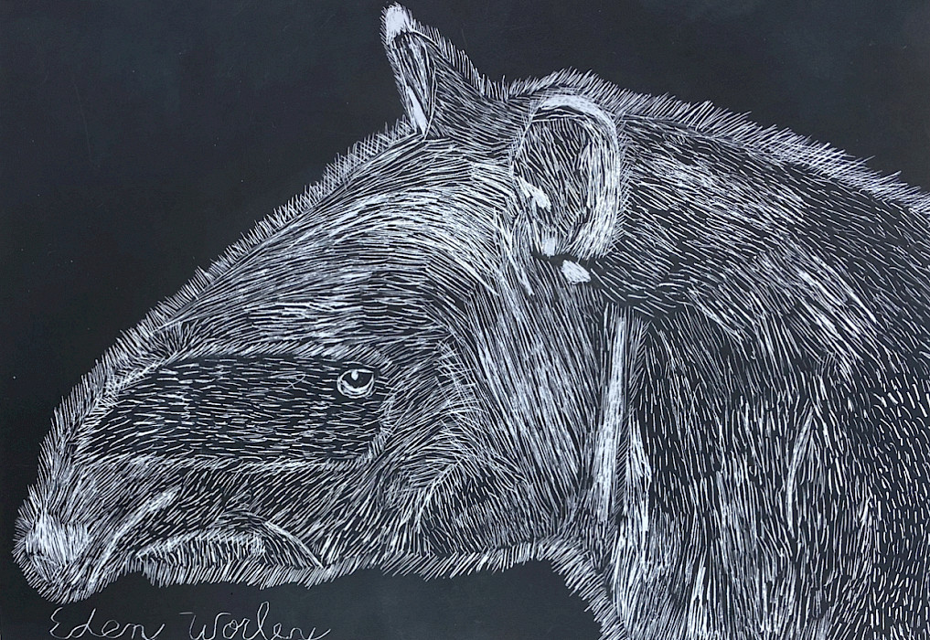 Honorable Mention: Eden W., "Tapir," scratchboard, Seventh Grade, Harding Academy, Art Educator: Margaret Lake.