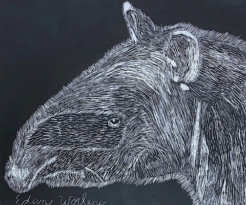 Honorable Mention: Eden W., "Tapir," scratchboard, Seventh Grade, Harding Academy, Art Educator: Margaret Lake.