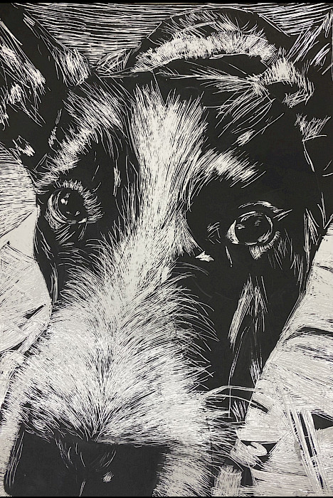 Teacher's Choice: Enid C., "Homer," scratchboard, Eighth Grade, Harding Academy, Art Educator: Margaret Lake.